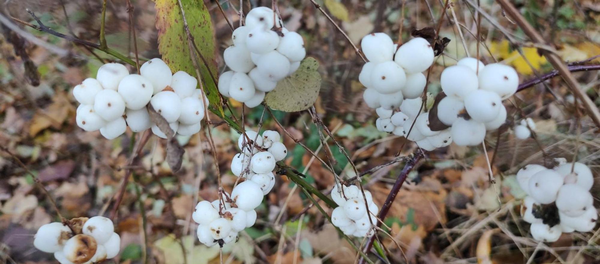 Gospodarstwo Agroturystyczne Agroletnica Świdnica Exteriör bild